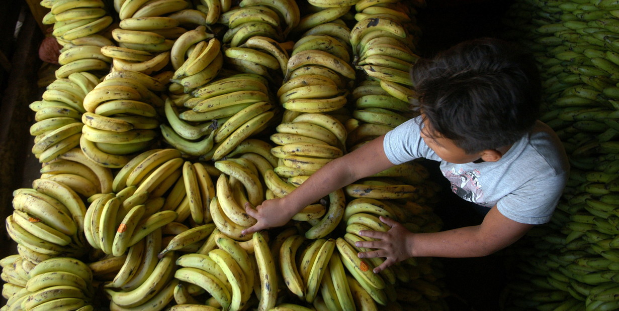 Crisis en el abastecimiento de bananas paraguayas a Argentina por deuda de USD 9 millones
