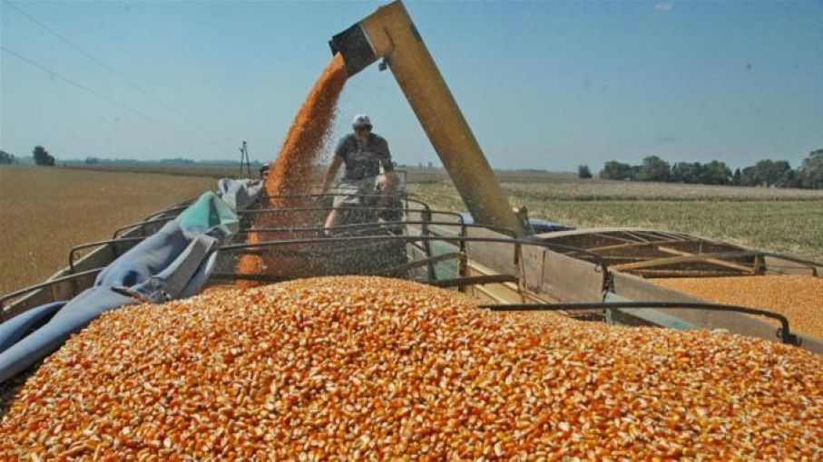 Bajas en los precios de soja, maíz y trigo después del informe del USDA