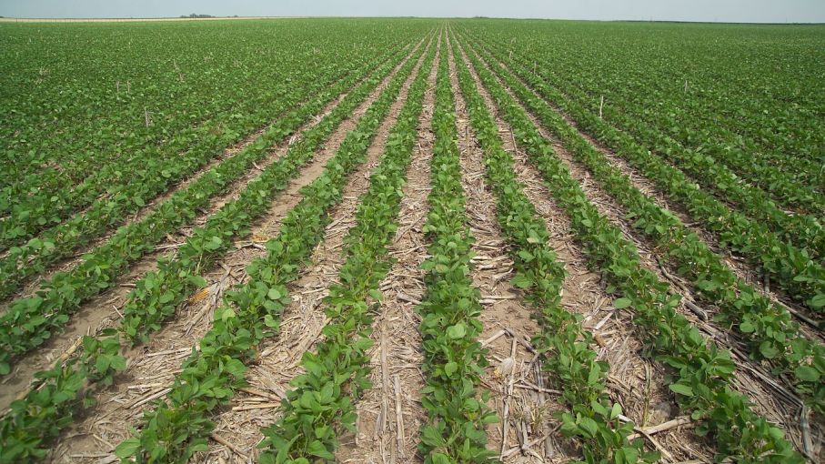 "Marcada mejoría": El campo Argentino se recupera tras unos años de sequía