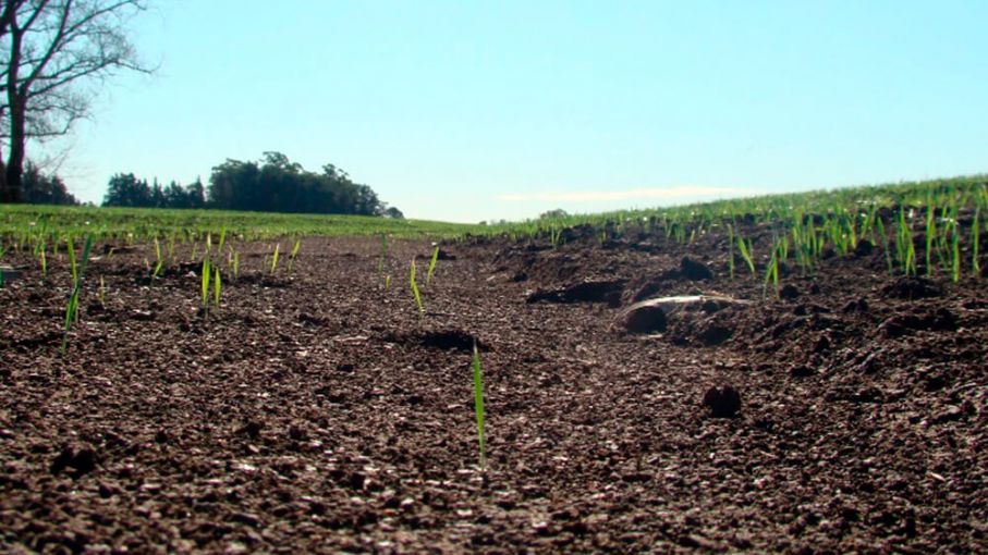 Fertilizantes y Agroquímicos: El gobierno Argentino sumerge al campo en una crisis sin fin