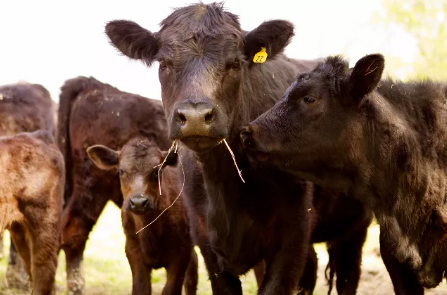 Preocupación en EEUU, Tennessee por sequía que afecta a las pasturas