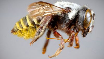 Cuatro nuevas especies de abejas en la Argentina