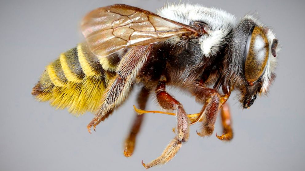 Cuatro nuevas especies de abejas en la Argentina