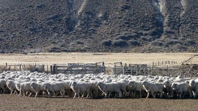 Golpe al corazón del sur: fuerte rechazo en Santa Cruz tras la derogación de la Ley Ovina