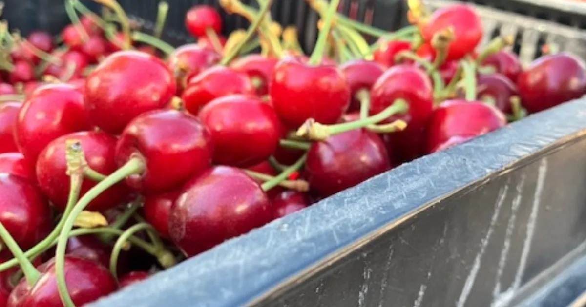 Proyectan una cosecha superior a 7.000 toneladas de cerezas en Mendoza