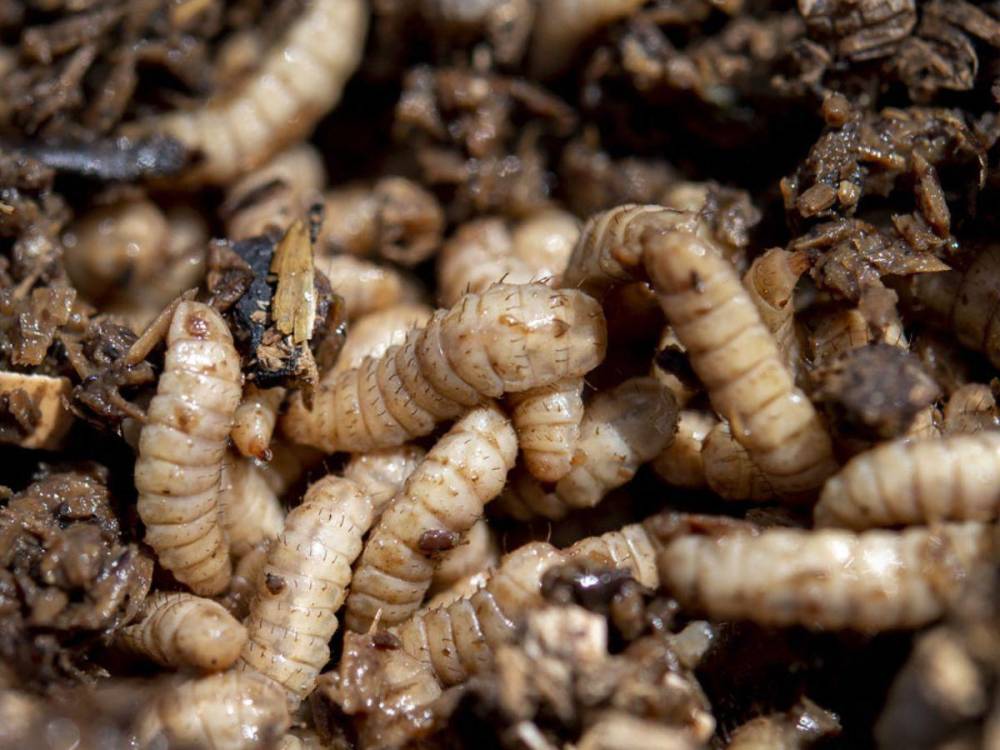 Larvas de mosca en Costa Rica: Innovación sostenible en alimentación animal