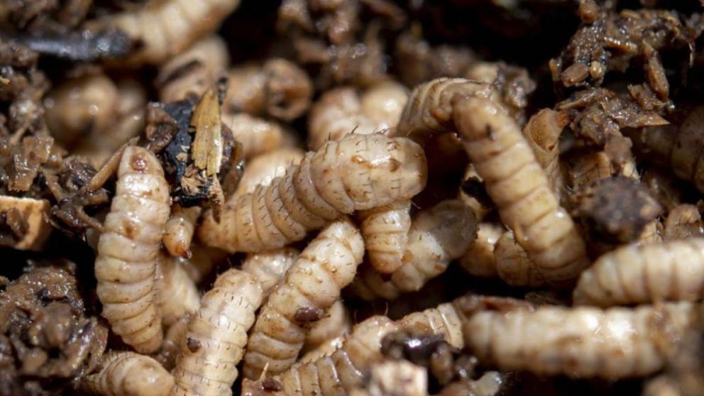 Larvas de mosca en Costa Rica: Innovacin sostenible en alimentacin animal