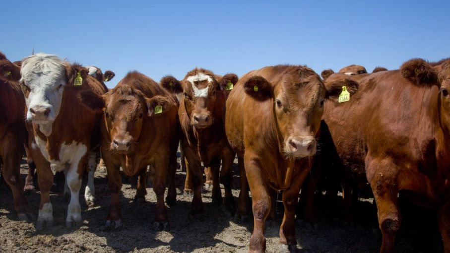 Cambios notables en la faena y producción bovina Argentina durante Octubre