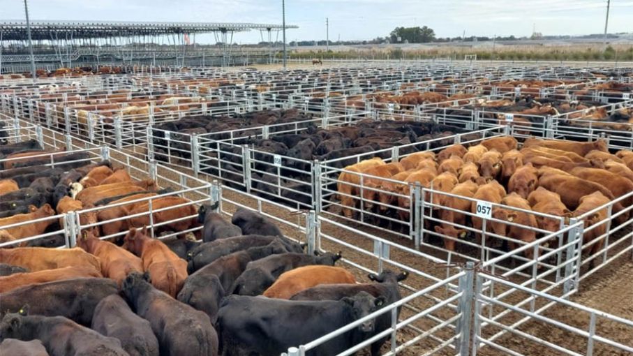 Cañuelas: variabilidad en el mercado ganadero impacta precios de la vaca conserva