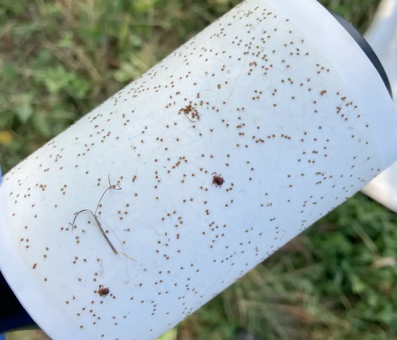 Invasión de garrapatas asiáticas amenaza la ganadería en Ohio EEUU