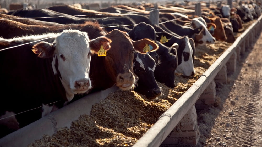 Crisis en los feedlots: Pérdidas millonarias y futuro incierto