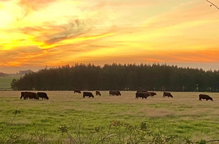 Uruguay supera la sequía: Un respiro para el sector agropecuario