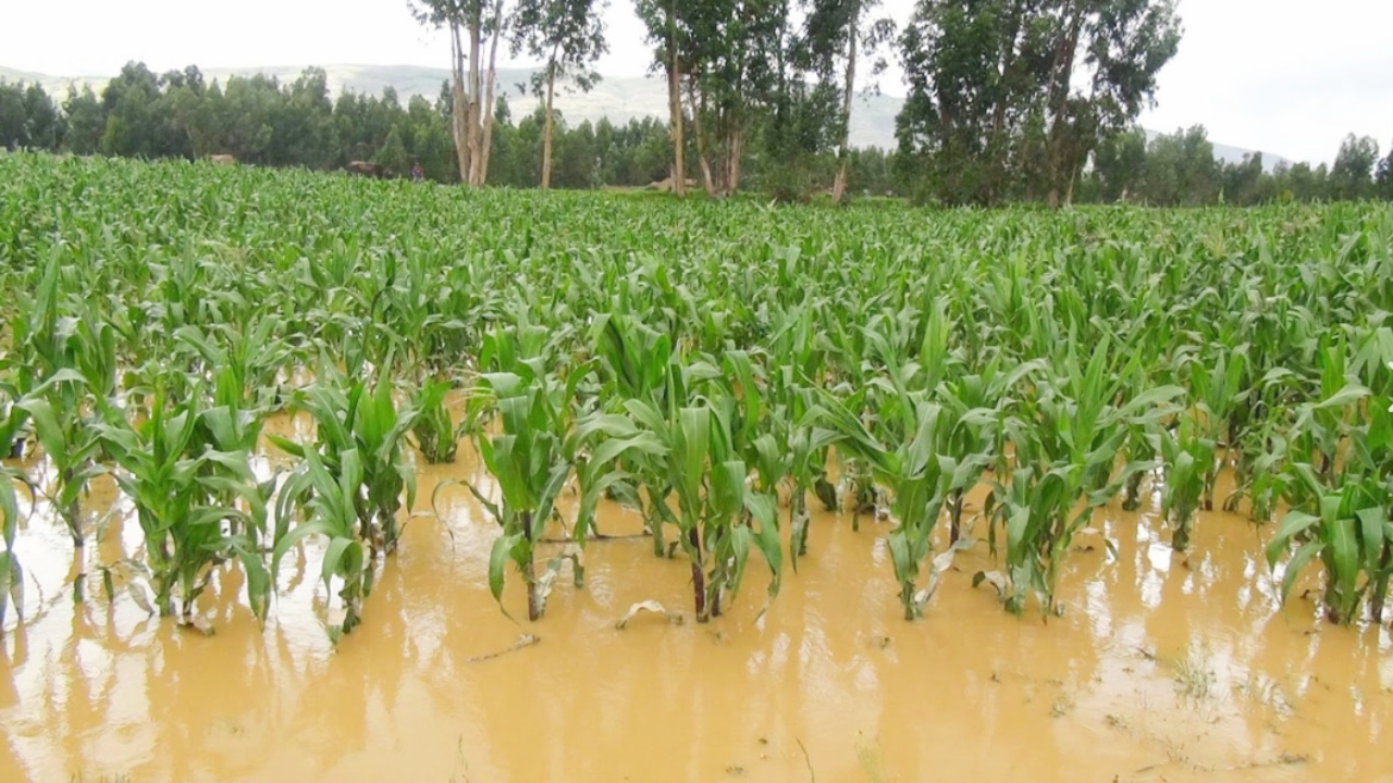 Inundaciones y lluvias afectan grave al sector agropecuario en Honduras