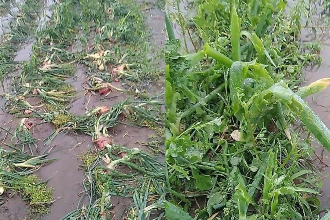 El cordón hortícola tuvo graves daños por el temporal con granizo