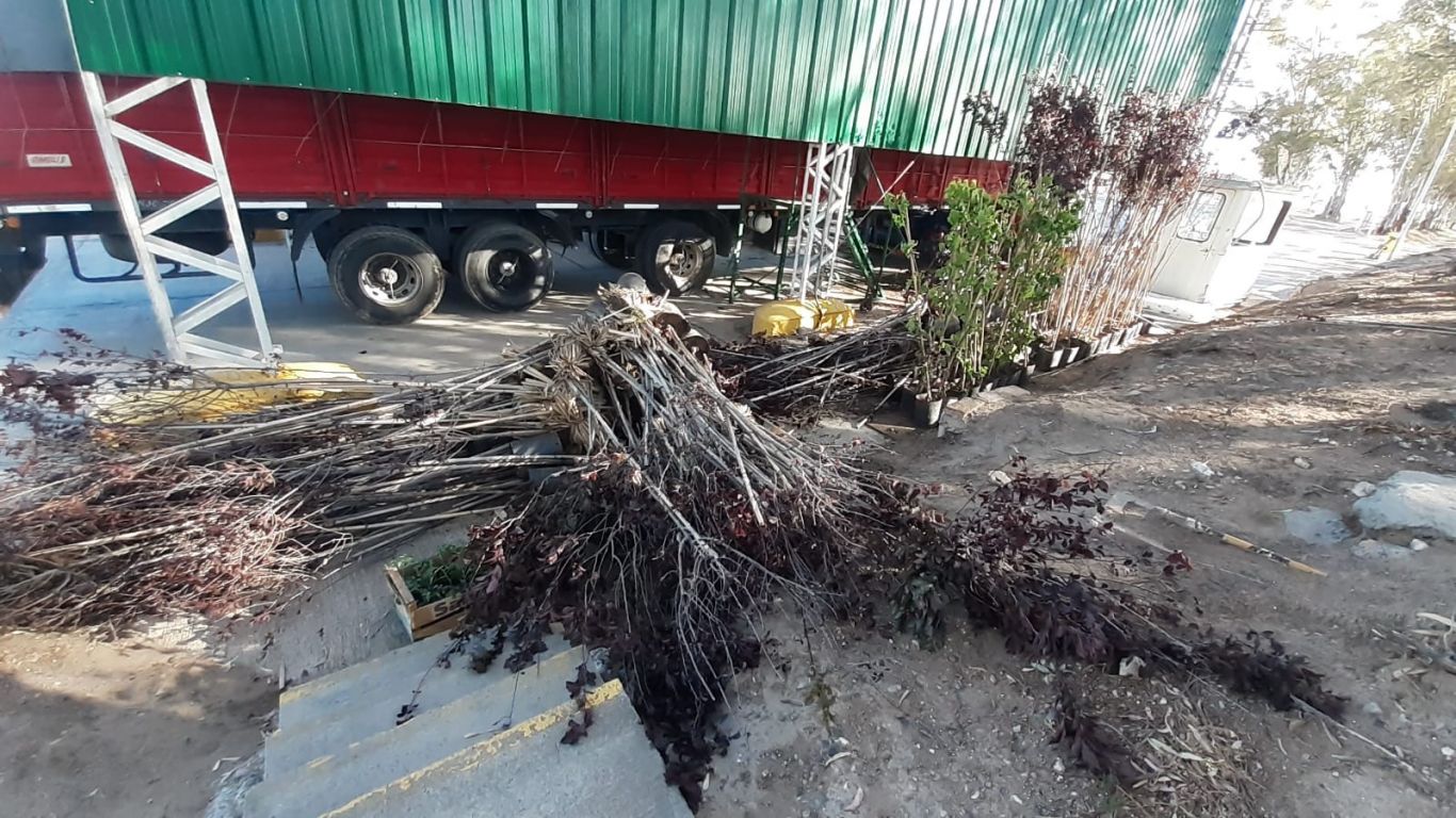 Decomisan material de propagación vegetal sin documentación sanitaria y rótulos