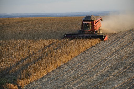 Sequía en Brasil: Amenaza de reducción en cosechas de soja y maíz pone en jaque al gigante agrícola