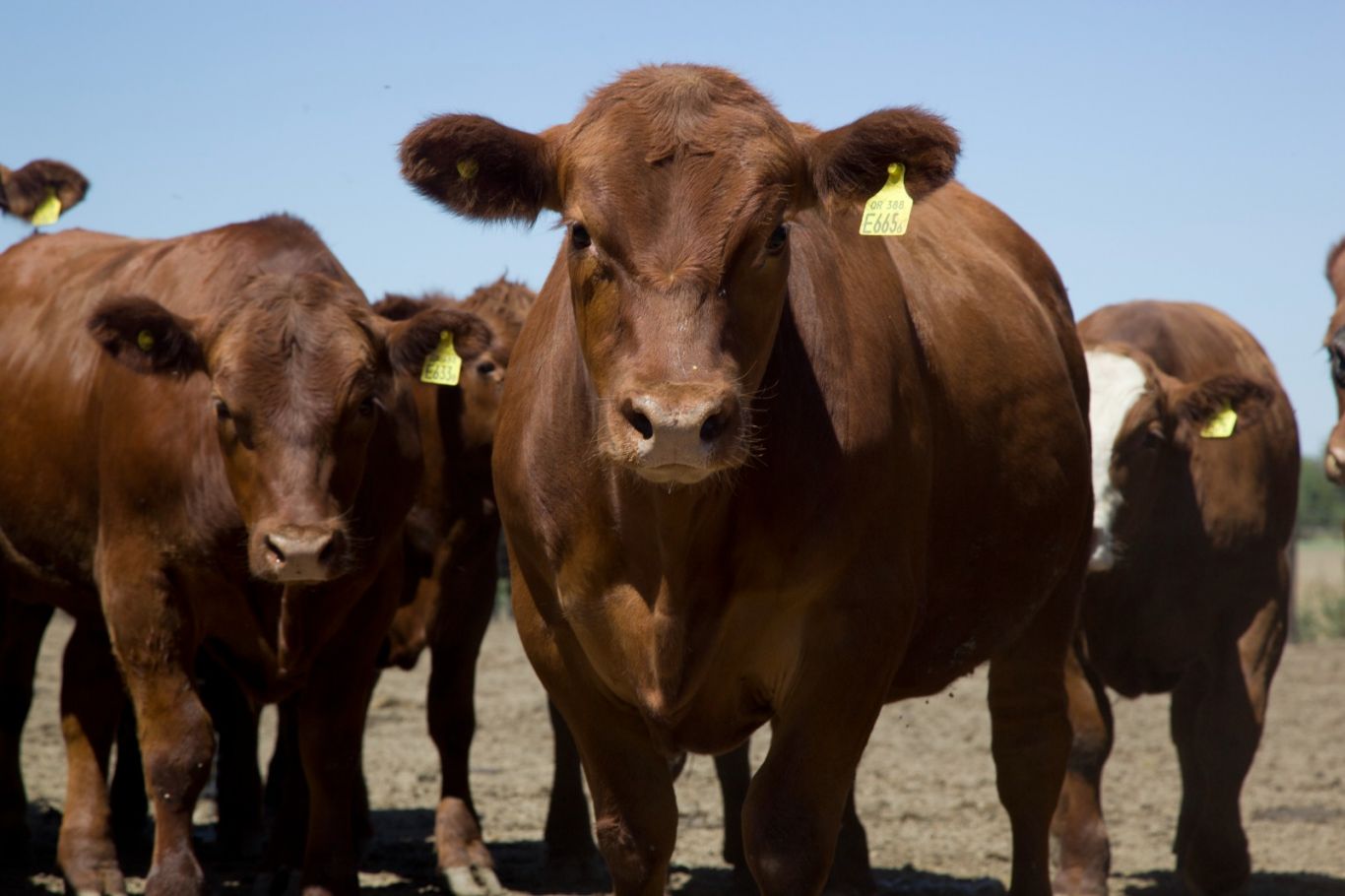 La genética bovina Argentina se proyecta en mas mercado global