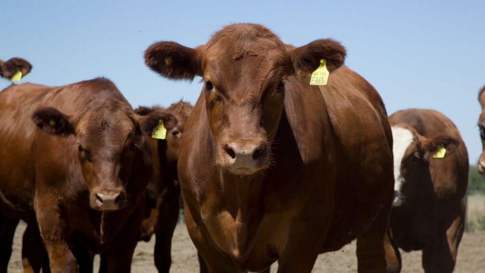 La gentica bovina Argentina se proyecta en mas mercado global