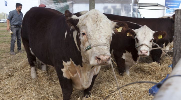 La genética bovina Argentina se proyecta en mas mercado global