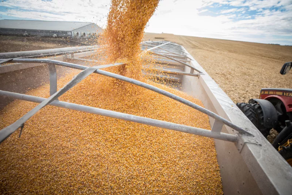 Con condiciones climáticas normales, la producción de granos superaría los 143 millones de toneladas, 