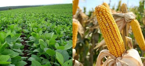 Pocas sorpresas del USDA. El clima manda en EEUU y localmente, la política 