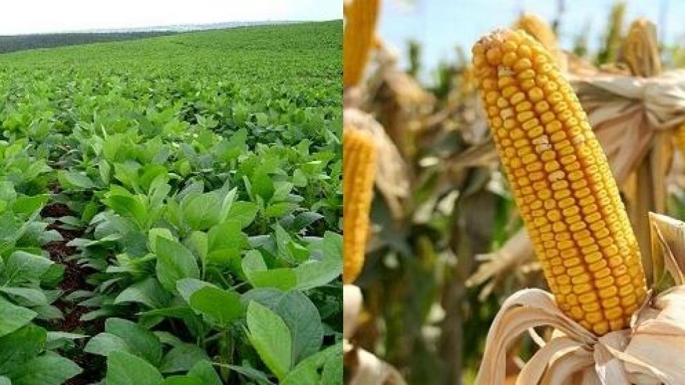 Pocas sorpresas del USDA. El clima manda en EEUU y localmente, la poltica