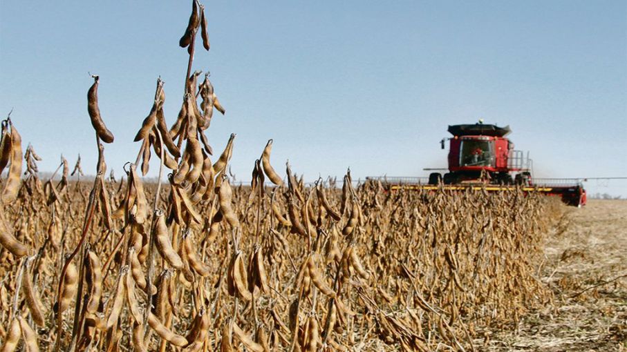 Soja, Trigo y Maíz: Descenso en precios de Chicago y mercado local de Rosario