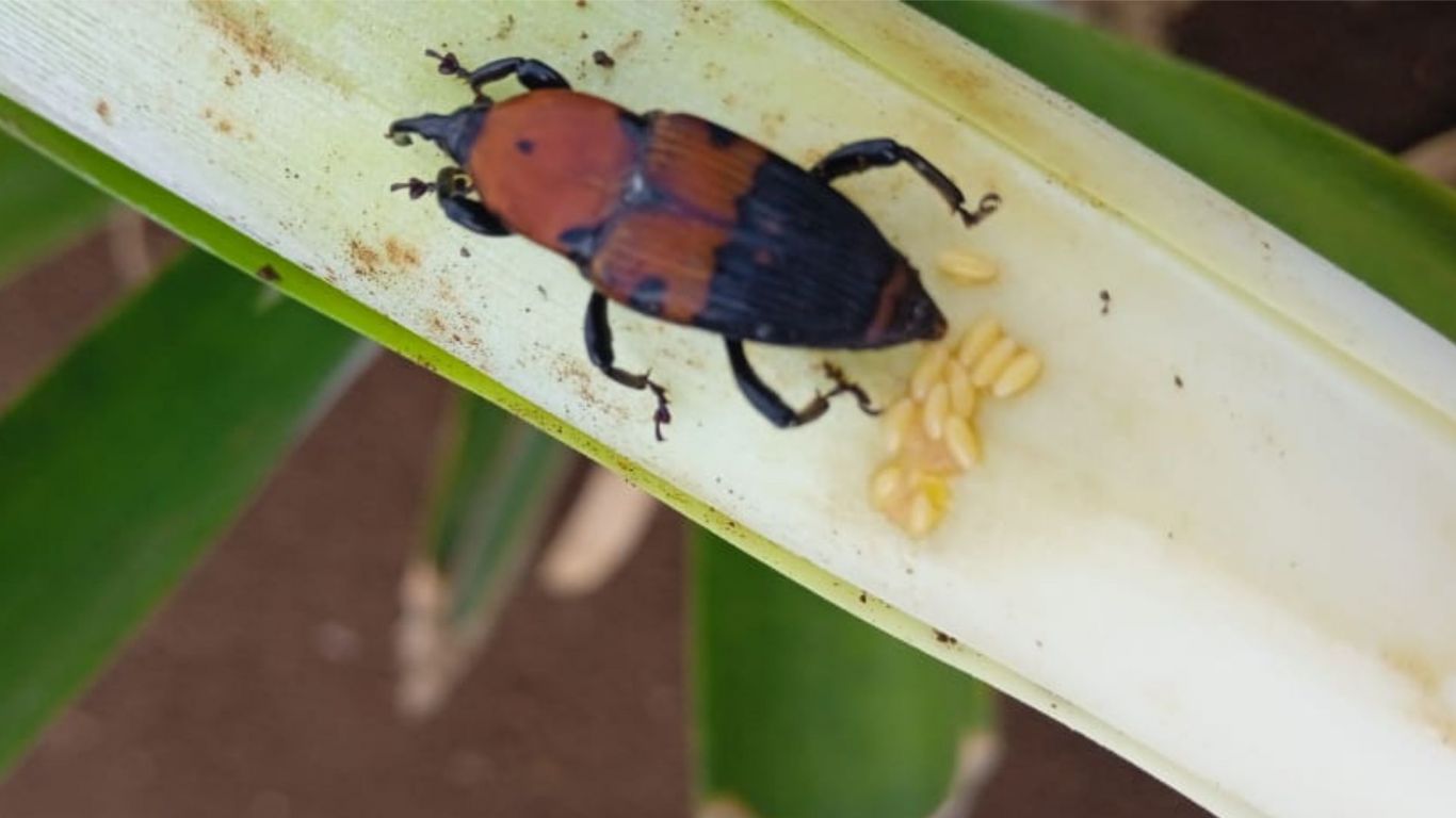 Costa Rica 2023: Navegando entre desafíos en el sector agropecuario