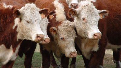 Novillo Mercosur: nuevo récord de precio