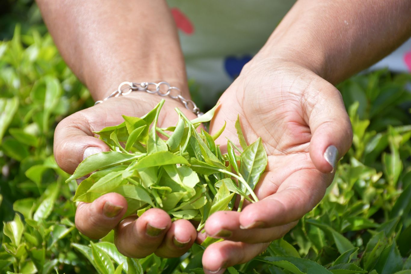 Fijan en Misiones nuevo precio sostén para kilo de brote de hoja de té