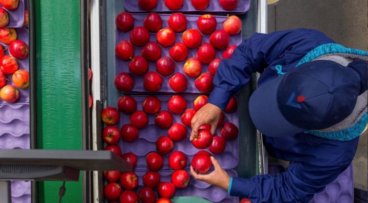 Problemas informáticos en aduanas de chile preocupan al sector agrícola
