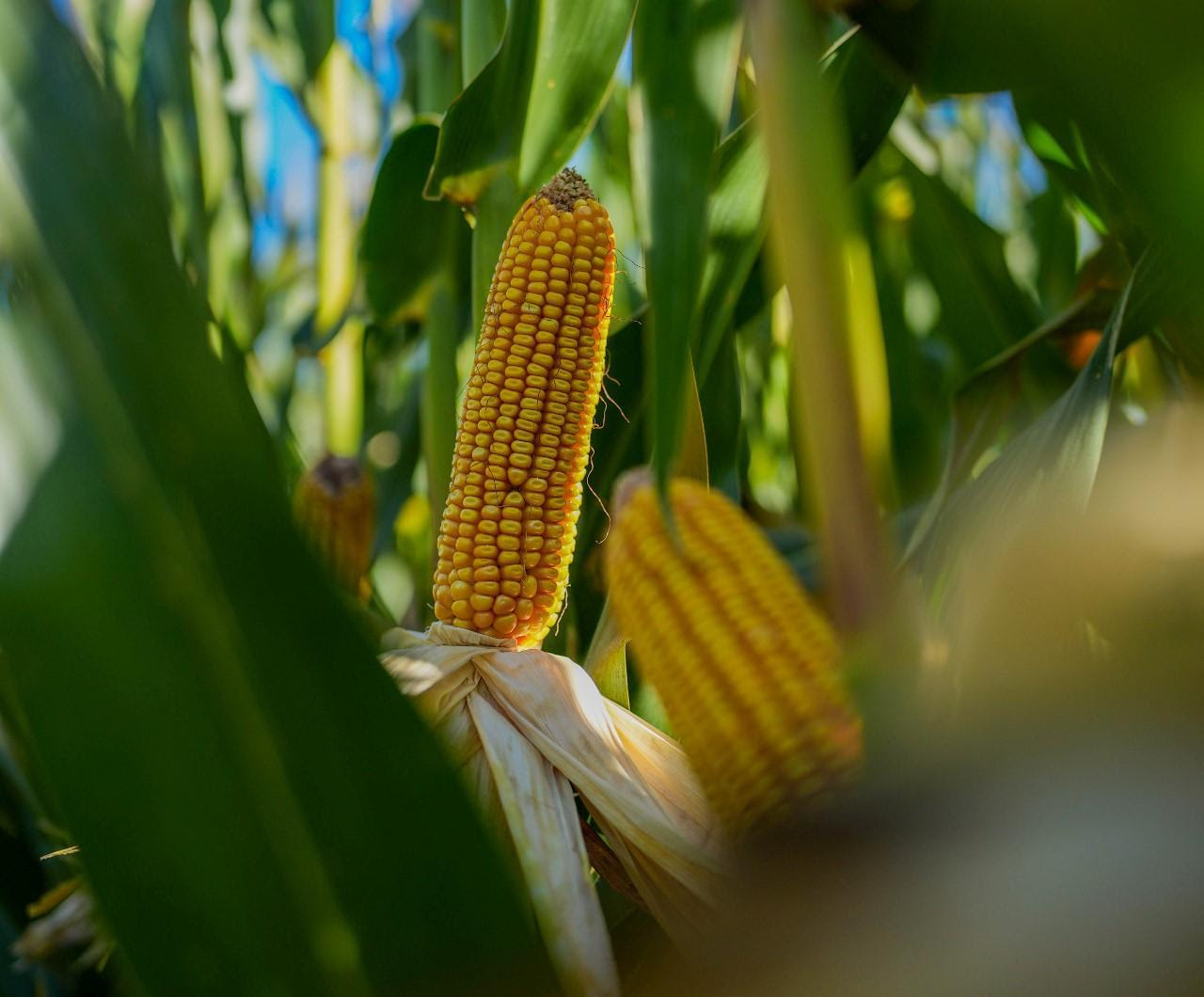 KWS y su innovadora estrategia en maíz tardío: Genética y agronomía en sincronía