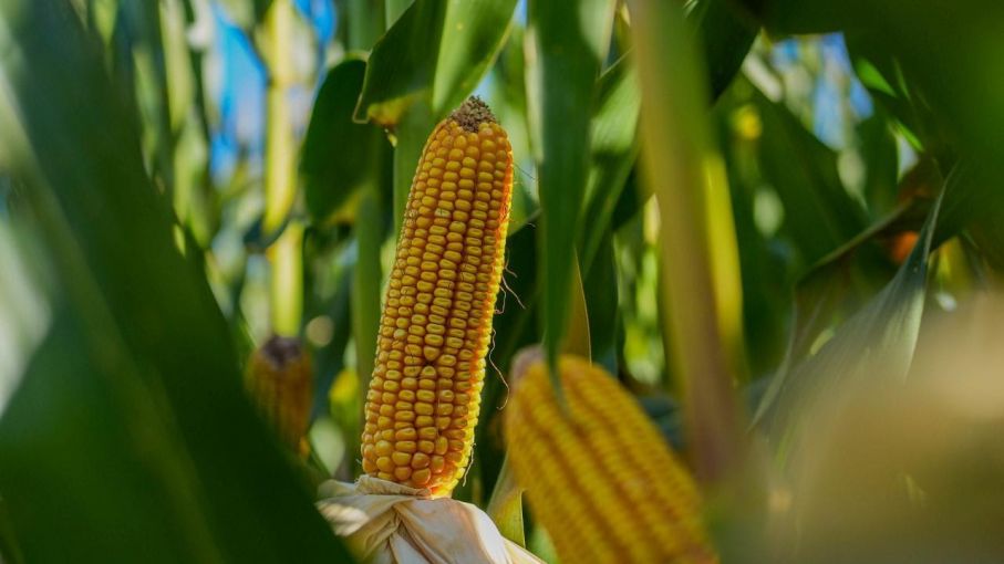 KWS y su innovadora estrategia en maíz tardío: Genética y agronomía en sincronía