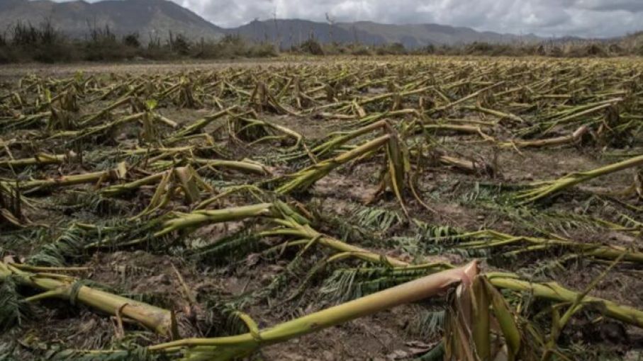 Impacto de las lluvias en la agricultura de República Dominicana