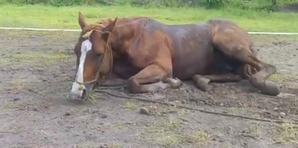 Confirmaron casos de encefalomielitis equina en caballos de Corrientes y Santa Fe