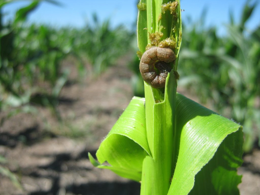 Manejo de cultivos Bt: estrategias para el control de insectos y prevención de resistencias