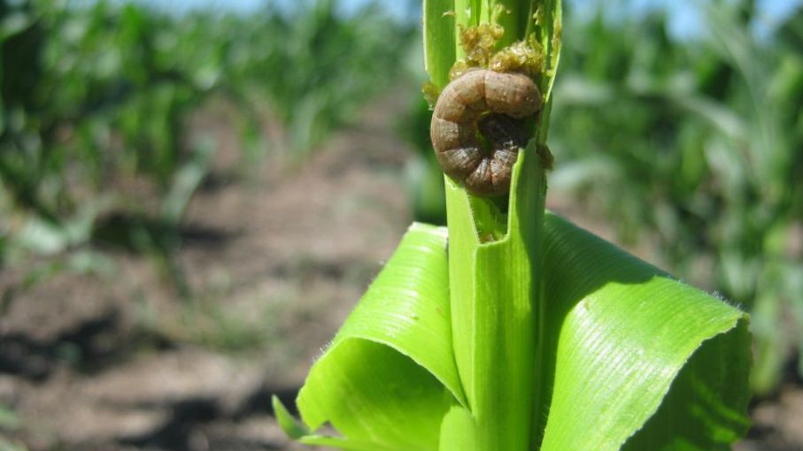 Manejo de cultivos Bt: estrategias para el control de insectos y prevención de resistencias