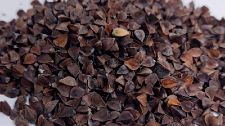 Trigo sarraceno: Un pseudocereal nutritivo en crecimiento