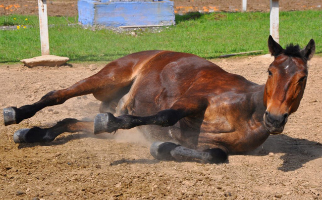 Gobierno de Corrientes trabaja con el Senasa tras aparición de caso de Encefaliomelitis Equina
