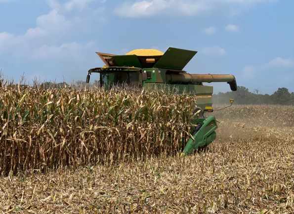 Informe del USDA: Avances en la cosecha de maíz y mejoras en el trigo en EE.UU