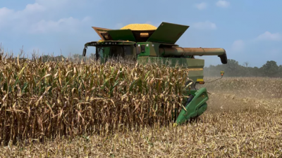 Informe del USDA: Avances en la cosecha de maíz y mejoras en el trigo en EE.UU