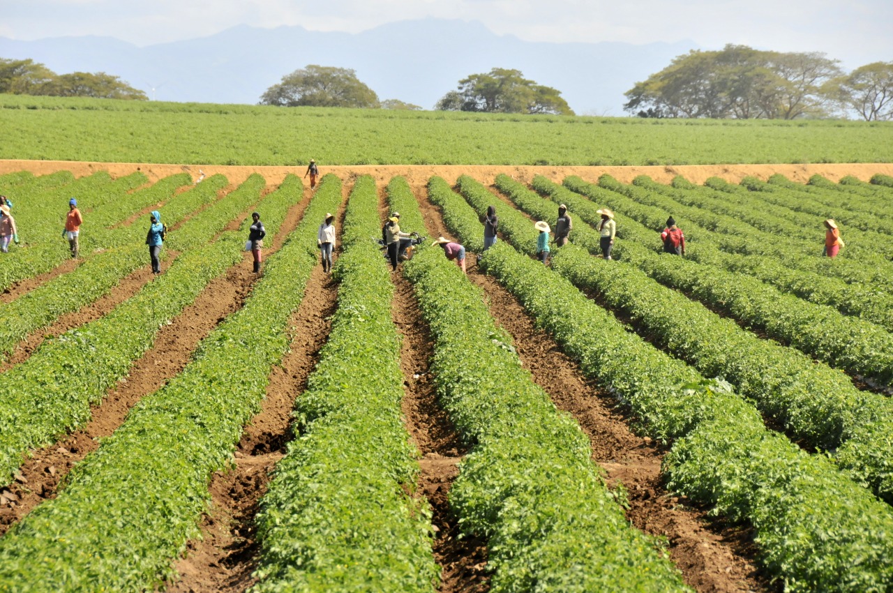 República Dominicana: Avances Significativos en el Sector Agropecuario y Protección de la Producción Nacional