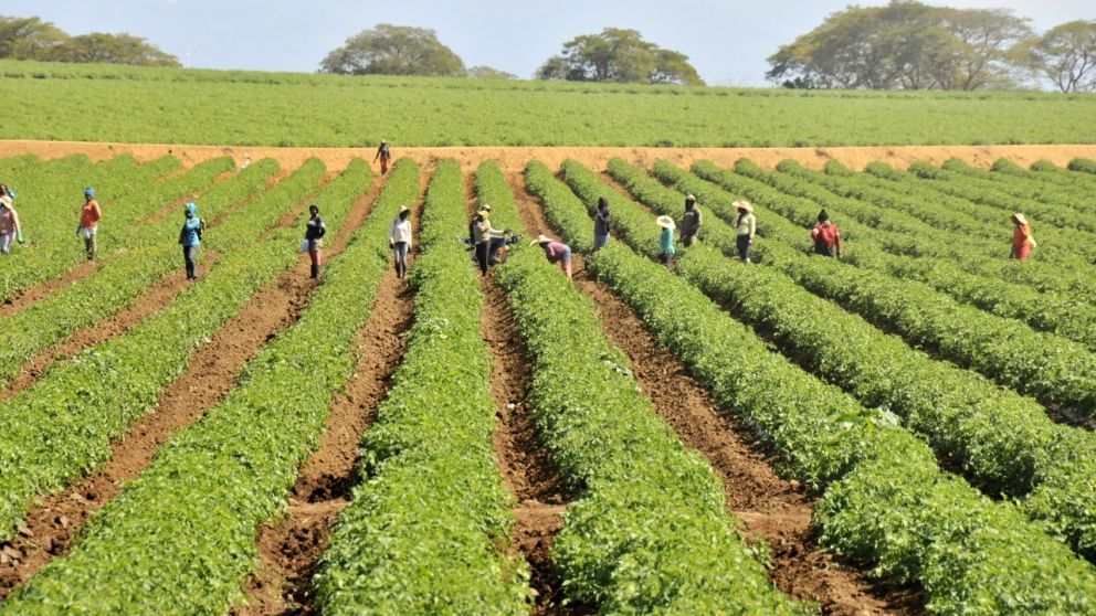 Repblica Dominicana: Avances Significativos en el Sector Agropecuario y Proteccin de la Produccin Nacional