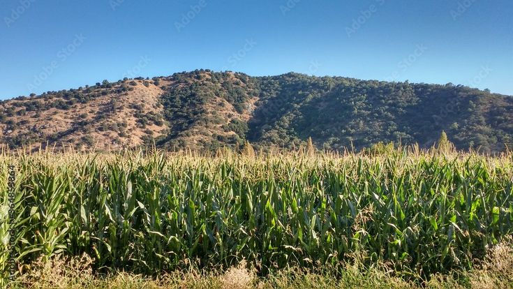 INDAP impulsa agricultura sostenible y eficiente en maíz con incentivos en la región del Maule