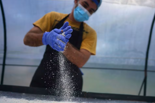 Empresa familiar Cubana Innovadora en la producción de harina de coco y yuca