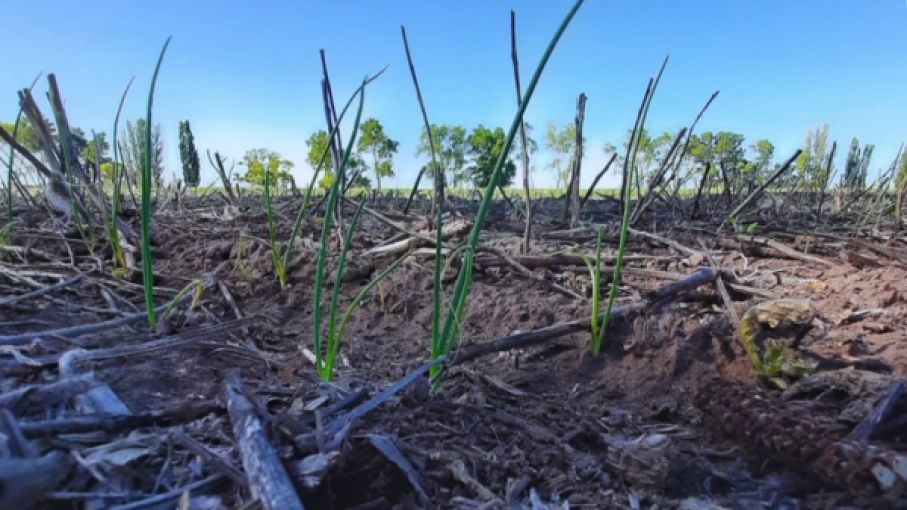 Con labranza cero, incrementan los rendimientos en horticultura