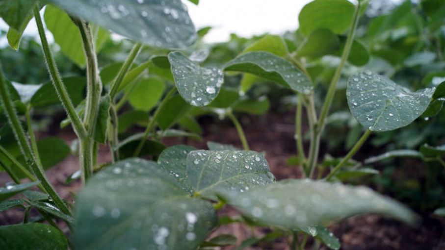 Lluvias estabilizan cultivos en Argentina pero No recuperan expectativas iniciales de producción