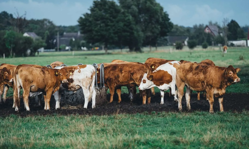 La ONU impulsa la reducción del consumo de carne en Estados Unidos para combatir el cambio climático