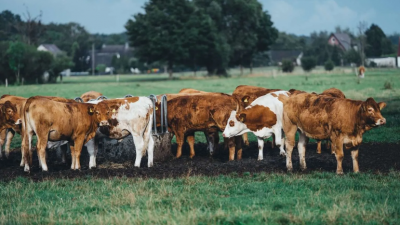 La ONU impulsa la reducción del consumo de carne en Estados Unidos para combatir el cambio climático