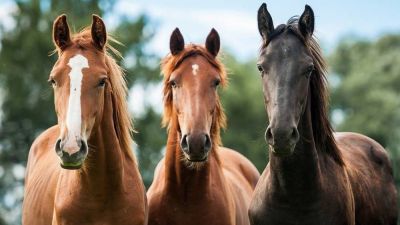 Encefalomielitis equina: calor y mosquitos, factor clave para el desarrollo de enfermedades virales